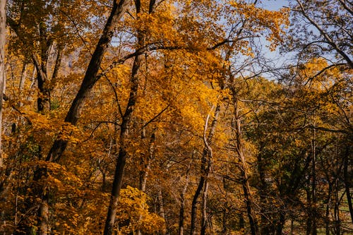 秋天的树林，高大的树木 · 免费素材图片