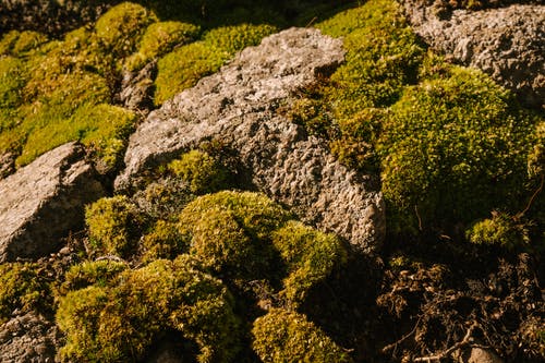 绿色的青苔，生长在石质地面上 · 免费素材图片
