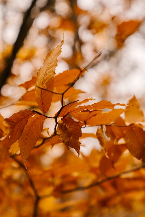 秋天的落叶，在树枝上 · 免费素材图片