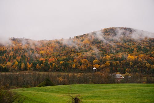 山区雾林 · 免费素材图片
