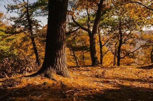 在秋天的干燥土地上的叶子褪色的树木 · 免费素材图片