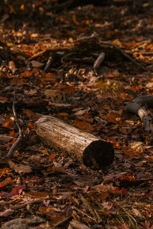 在秋天的落叶，在森林里的干树干 · 免费素材图片
