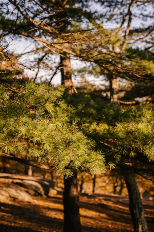 松树生长在农村地区 · 免费素材图片