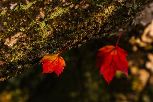 在森林里干树上的叶子 · 免费素材图片