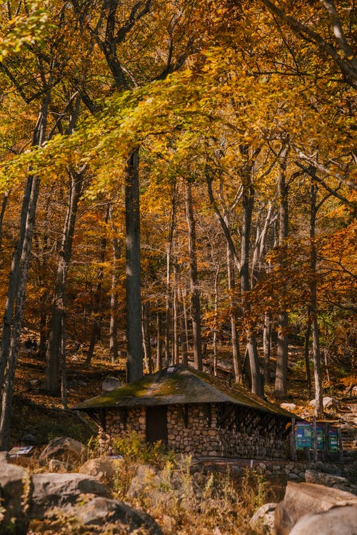 石房子附近的秋天的树木 · 免费素材图片