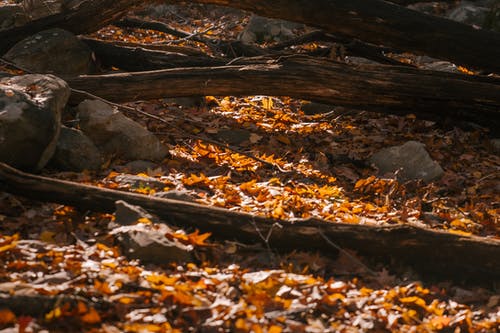 石头和干燥的树干，在秋天的公园地面上 · 免费素材图片