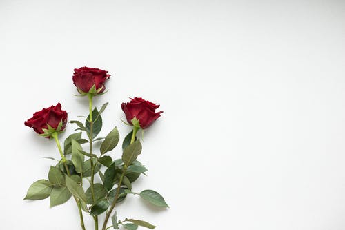 白色背景上的红玫瑰 · 免费素材图片