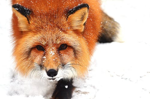 有关冬季, 冷, 动物学的免费素材图片