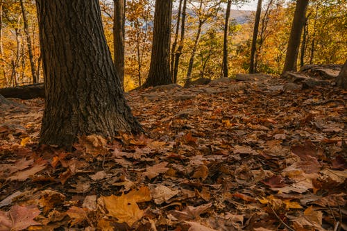 树干和干树叶在森林里 · 免费素材图片