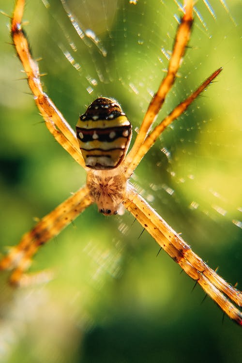 有关argiope anasuja, Web, 令人不寒而栗的的免费素材图片