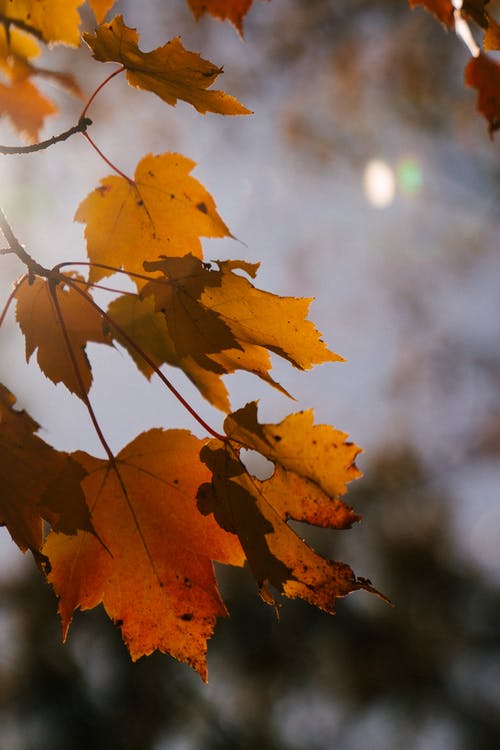 枫树叶在秋天的花园里的树枝上 · 免费素材图片