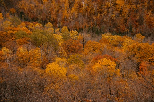 秋季森林与黄色和无叶的树木 · 免费素材图片