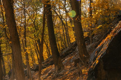 在秋天的公园在阳光下的岩石斜坡上生长的金树 · 免费素材图片