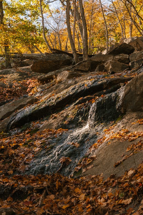 在秋天的树林中的岩层 · 免费素材图片
