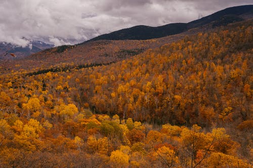 秋天的森林的壮观景色 · 免费素材图片