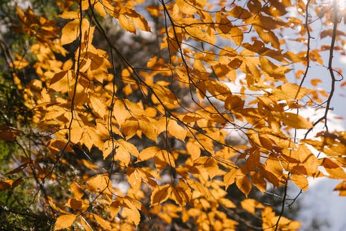 树枝与黄色的树叶在阳光下 · 免费素材图片