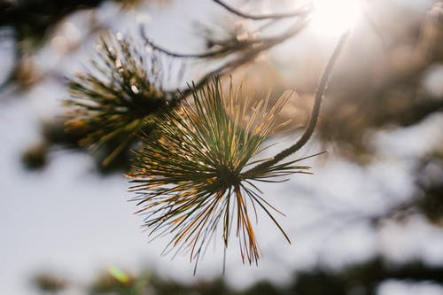 松树枝用针在阳光下 · 免费素材图片