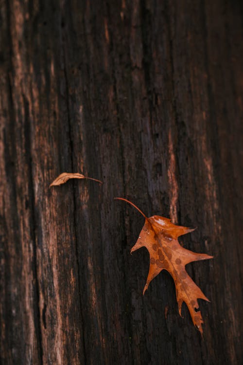 在秋天的树林树干上的干燥橡树叶 · 免费素材图片