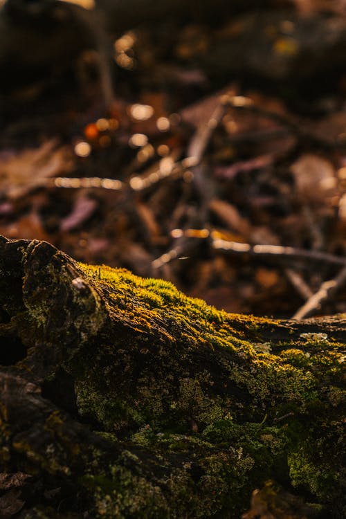 树干与苔藓在秋天的树林 · 免费素材图片