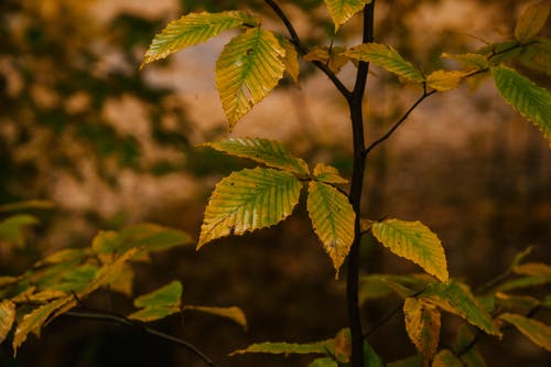 黄色的树叶在树林里的树枝上 · 免费素材图片