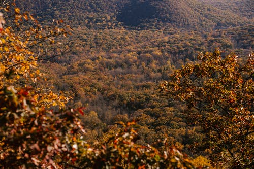 秋天高地的壮丽郁郁葱葱的林地 · 免费素材图片