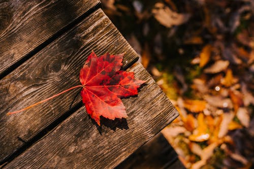在木质表面上的落叶 · 免费素材图片
