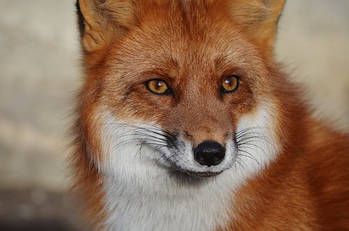 有关利益, 动物学, 动物的免费素材图片