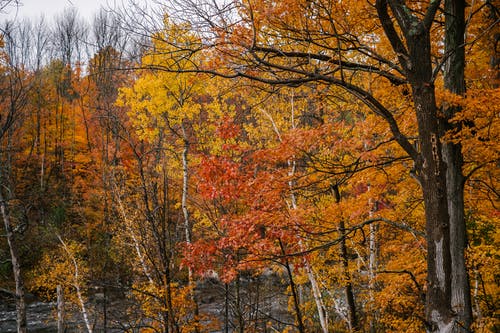 高大的树木与明亮的五彩树叶 · 免费素材图片