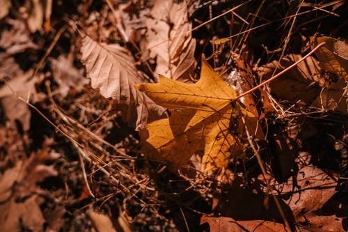 在秋天的森林中干燥落叶和稀薄的灌木丛在地面上 · 免费素材图片