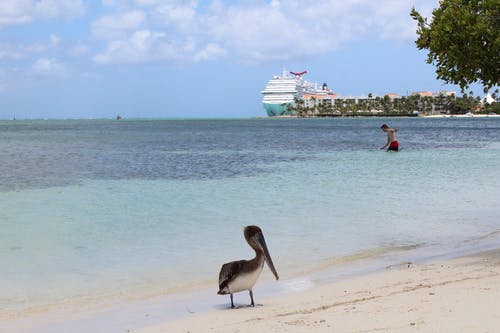 有关动物, 水, 海的免费素材图片