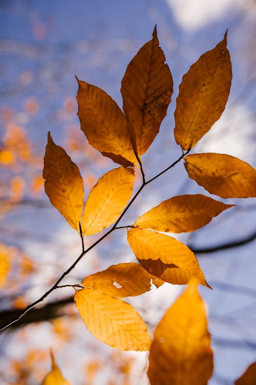 秋天的落叶，在树枝的细树枝上 · 免费素材图片