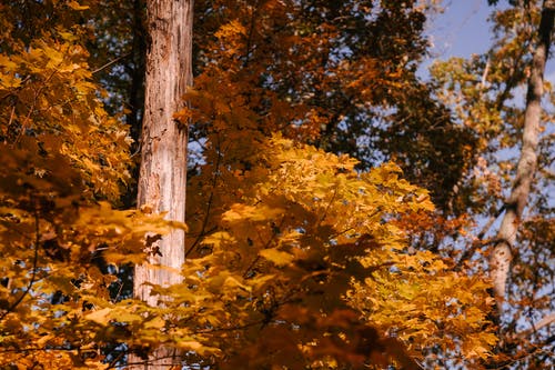 秋天的树木，郁郁葱葱的金色叶子在阳光下 · 免费素材图片