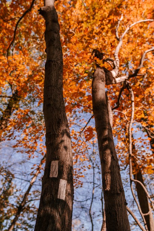 高大的枫树，秋天的落叶，在蓝蓝的天空下 · 免费素材图片