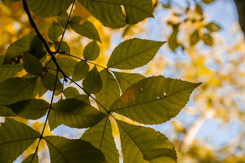 灰树叶子在秋天的花园在阳光下 · 免费素材图片
