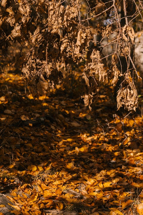 枯树在公园的落叶 · 免费素材图片