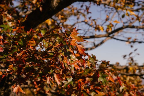 茂盛的落叶，在秋天的树上 · 免费素材图片