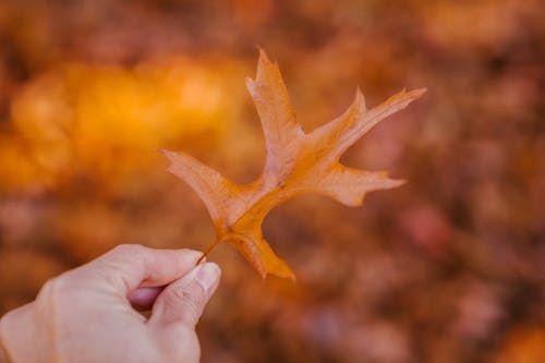 秋叶的作物人 · 免费素材图片