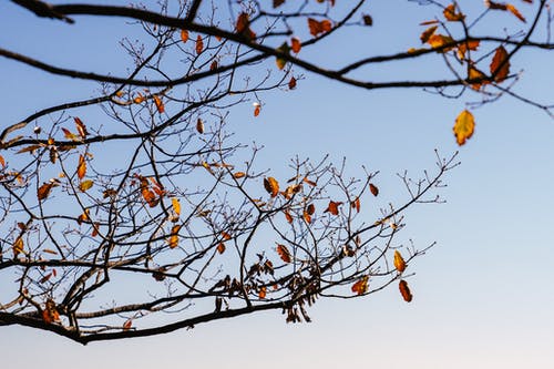 秋天的树枝，稀有的金色树叶 · 免费素材图片