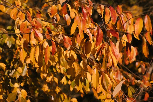 娇嫩的叶子，在秋天的树上，在阳光下 · 免费素材图片