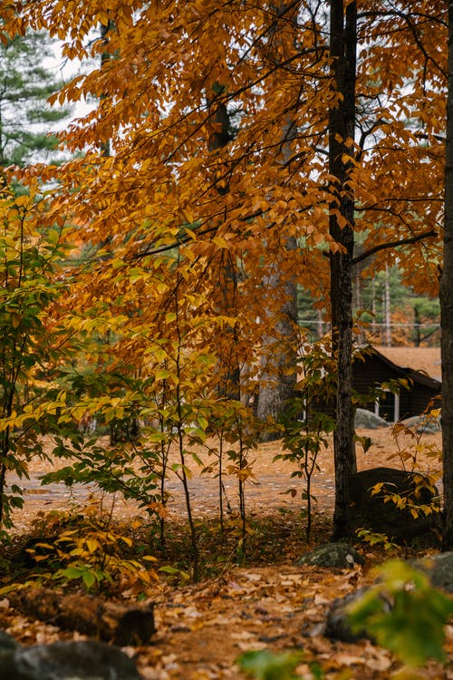 在秋天的树林，在农村中的房子 · 免费素材图片