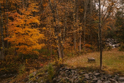 树木和一堆石头之间的河 · 免费素材图片