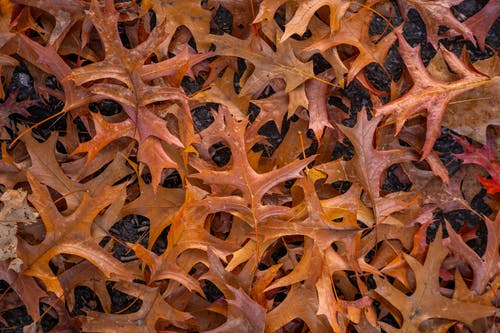 自然界中地面上干燥的秋叶 · 免费素材图片