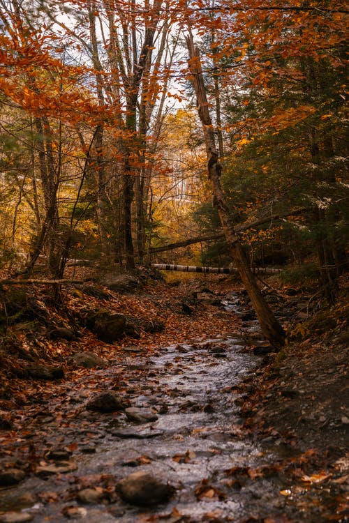 秋季森林与流 · 免费素材图片