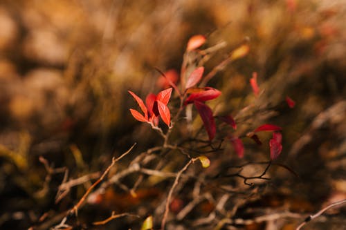 秋天的落叶，在灌木的树枝上 · 免费素材图片