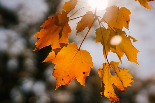 黄色的树叶在秋天的公园在阳光下有斑点 · 免费素材图片