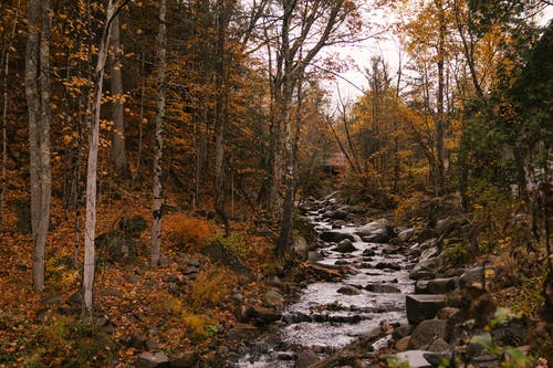 在秋天的树林中高大的树木之间的溪 · 免费素材图片