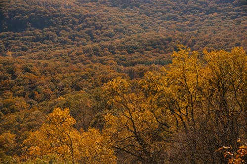 山区秋季金色秋天的树林 · 免费素材图片