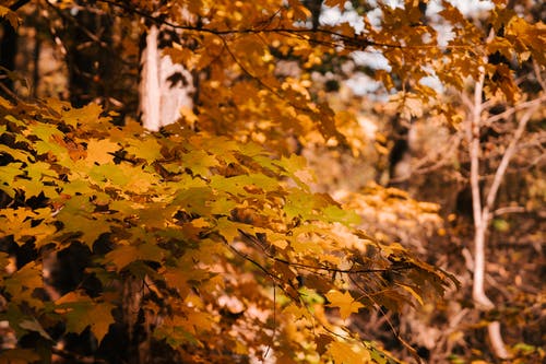 槭树与明亮的黄色叶子在阳光下生长在树林里 · 免费素材图片