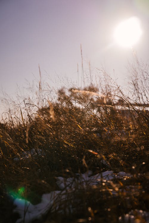 在明亮的阳光下白雪覆盖下的干燥草甸草地 · 免费素材图片