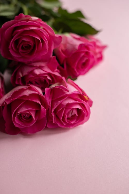 白色表面上的粉红玫瑰 · 免费素材图片